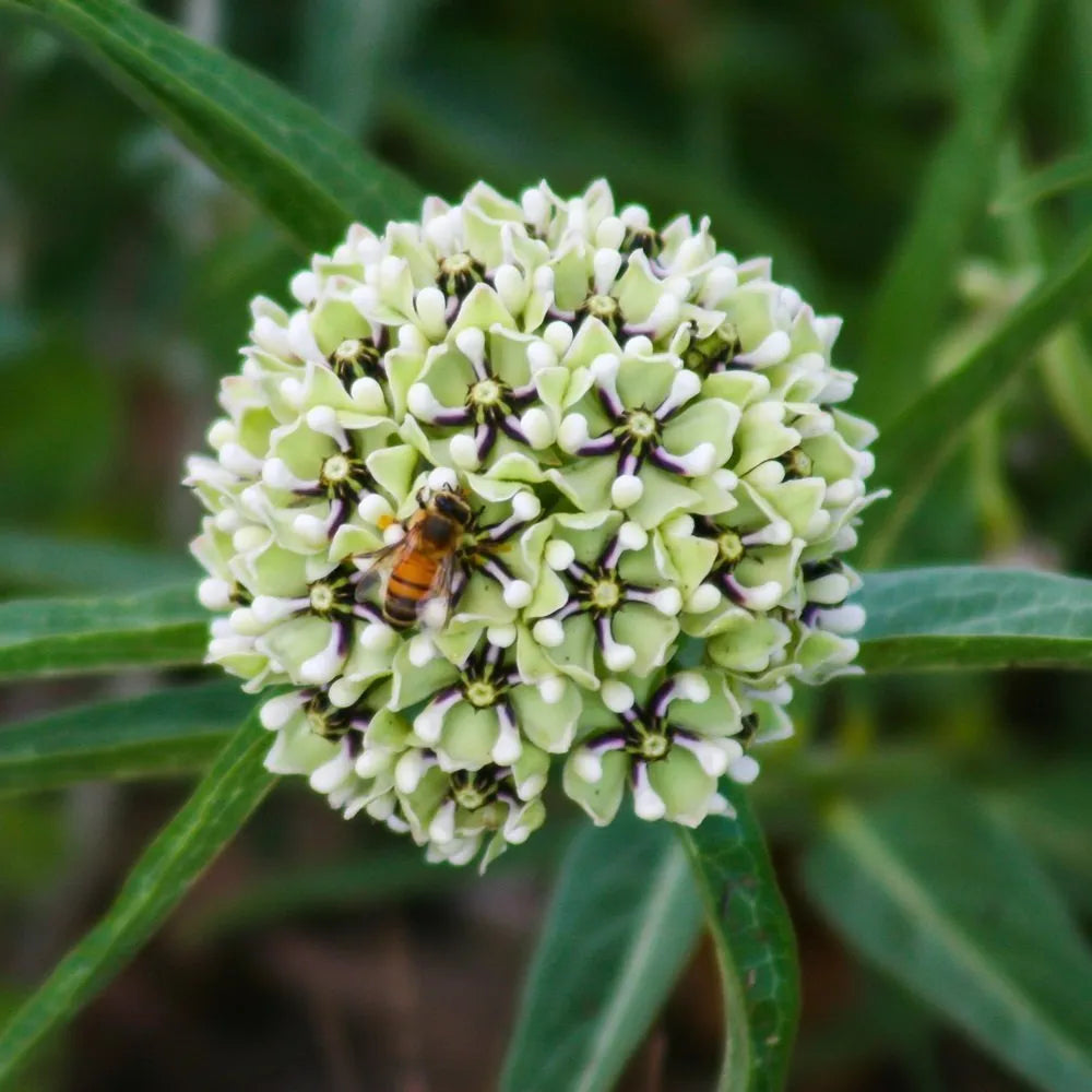 Asclepias Asperula Seeds– Antelope Horns Milkweed
