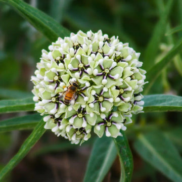 Asclepias Asperula Seeds– Antelope Horns Milkweed
