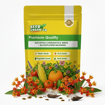 Asclepias Curassavica Seeds – Bloodflower Milkweed