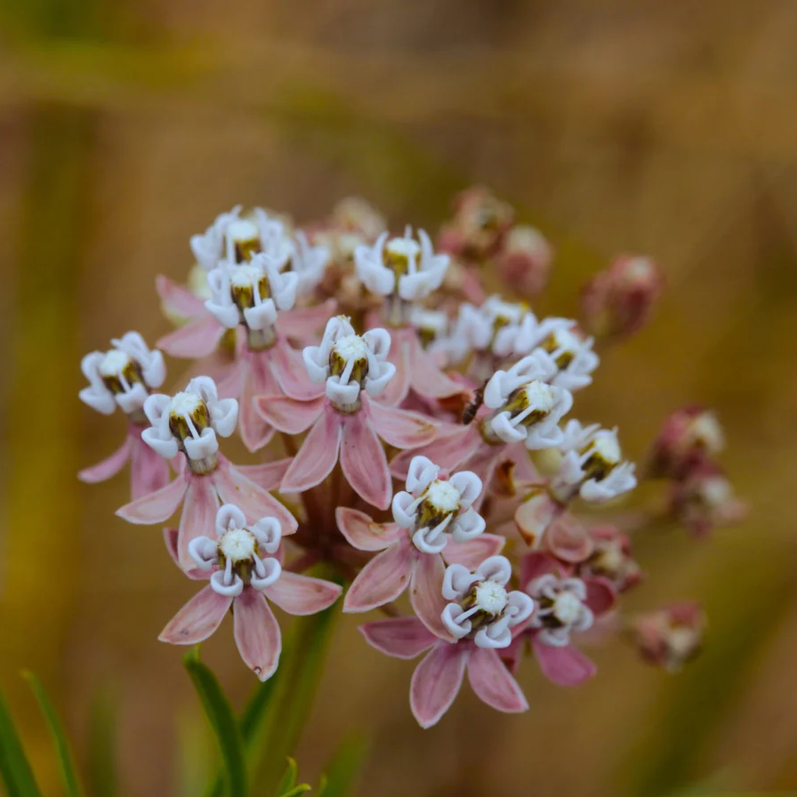 Asclepias Fascicularis Seeds – Narrowleaf Milkweed
