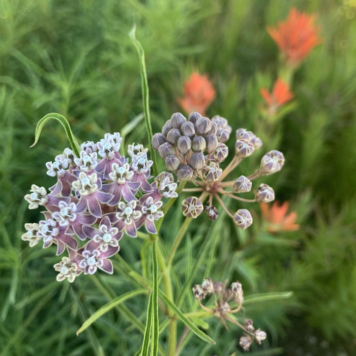 Asclepias Fascicularis Seeds – Narrowleaf Milkweed
