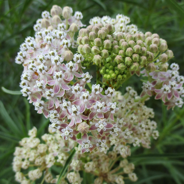 Asclepias Fascicularis  – Narrowleaf Milkweed
