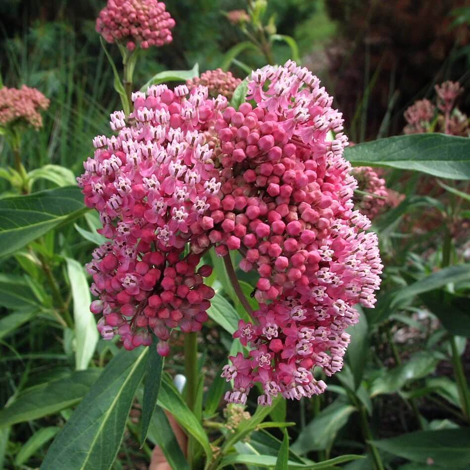Asclepias Seeds