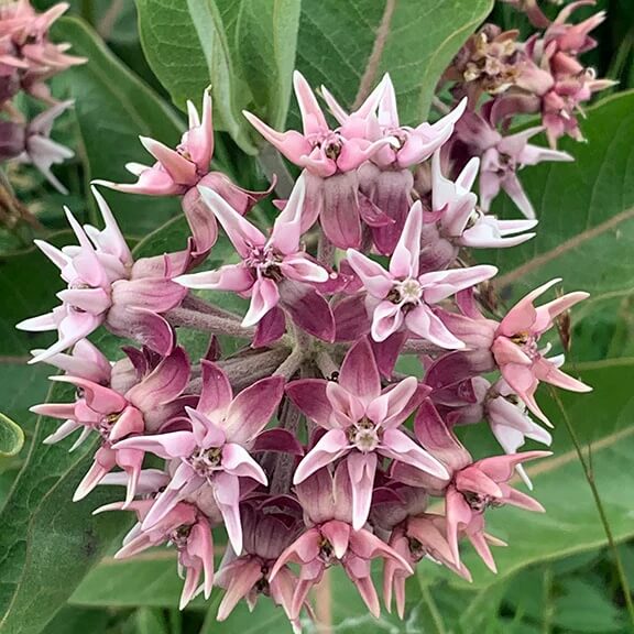 Asclepias Speciosa Seeds – Showy 