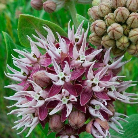 Asclepias Speciosa Seeds – Showy 