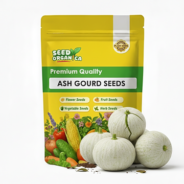Ash Gourd Seeds