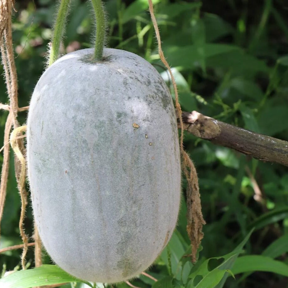 Ash Gourd Seeds
