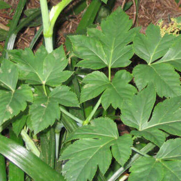 Ashitaba Greens Seeds