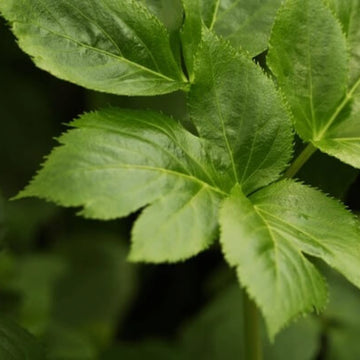 Ashitaba Greens Seeds