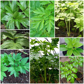 Ashitaba Seeds - All In One For Home Gardens