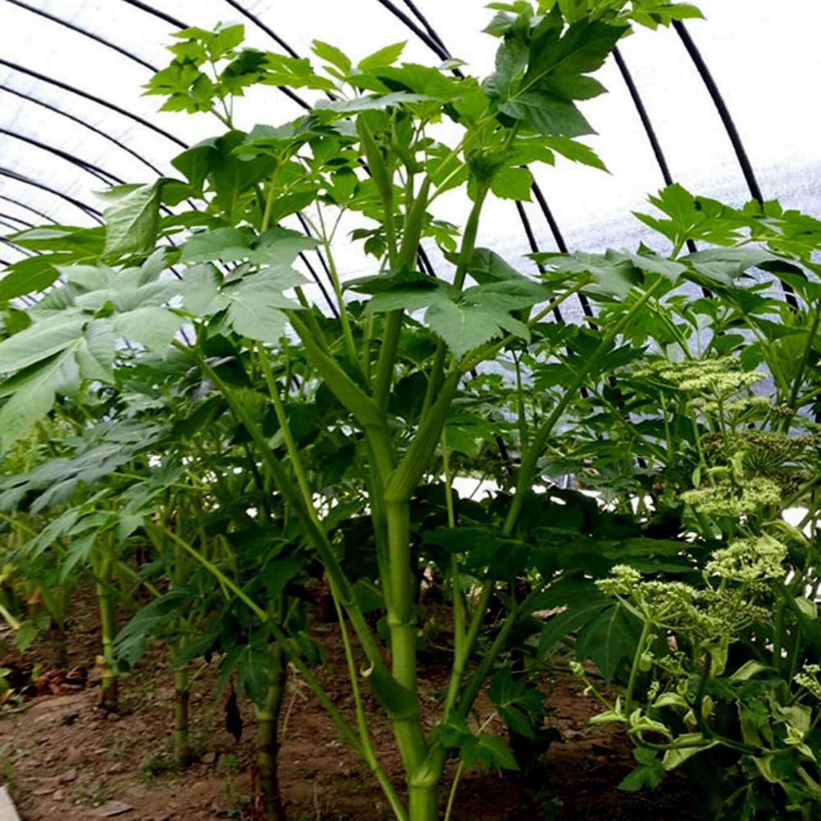 Ashitaba Seeds - All In One For Home Gardens