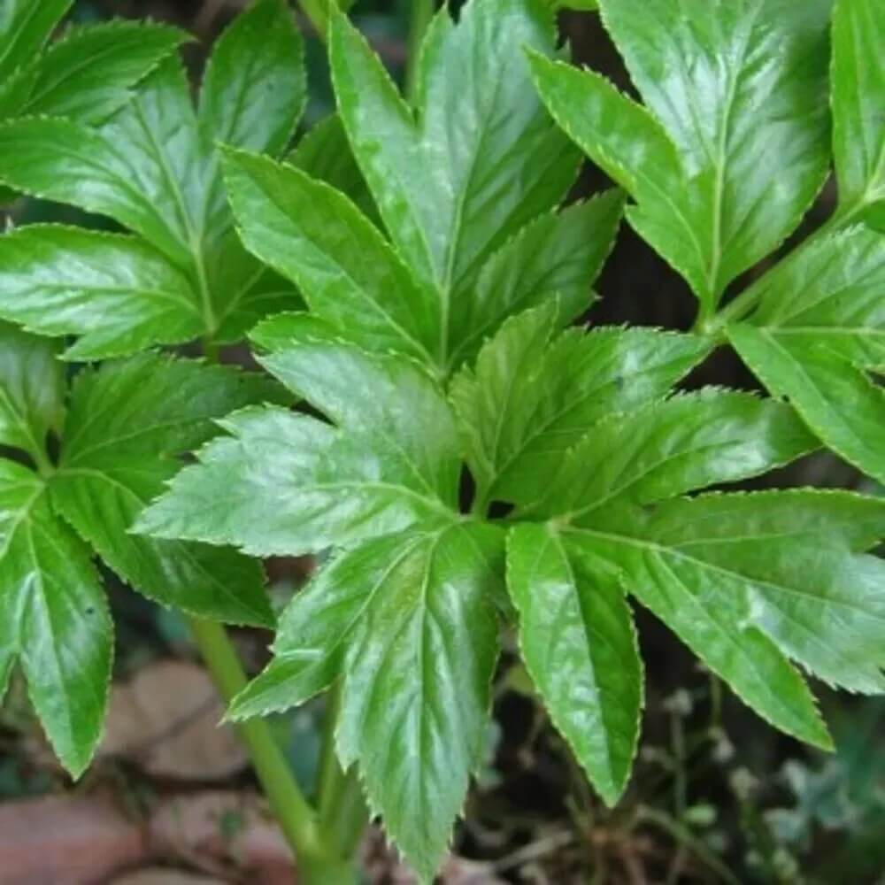 Ashitaba Seeds - All In One For Home Gardens
