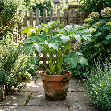 Ashitaba Superfood Seeds - Vegetable Plant
