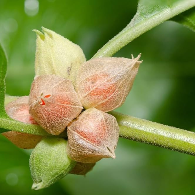 Ashwagandha Seeds
