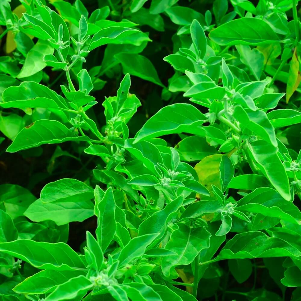 Ashwagandha Seeds – Green 