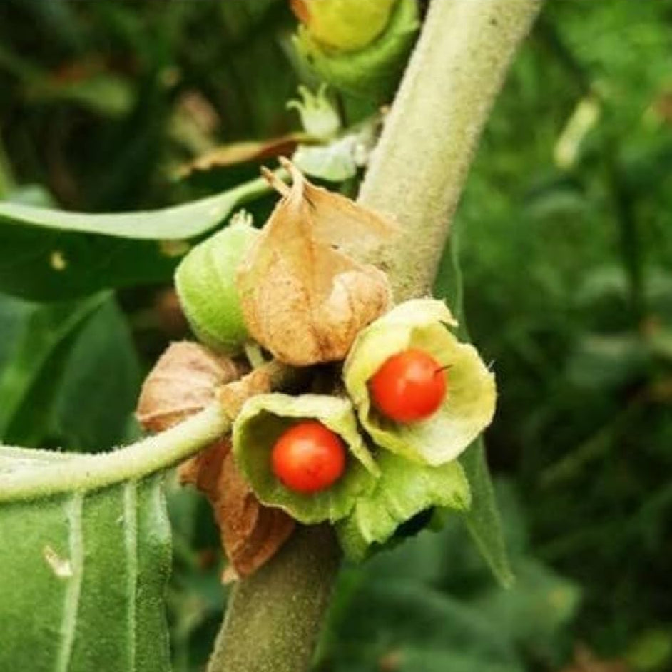 Ashwagandha Seeds

