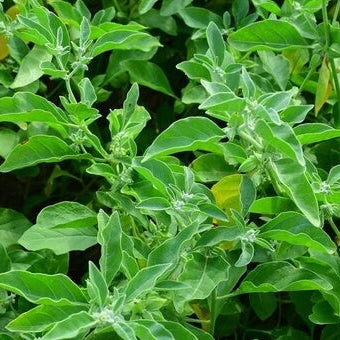 Ashwagandha Seeds – Green Wildflower