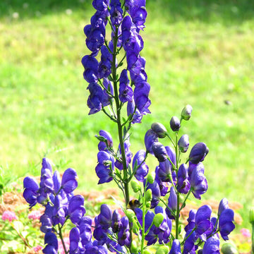 Ashwagandha Seeds – Wildflower Mix, Heirloom
