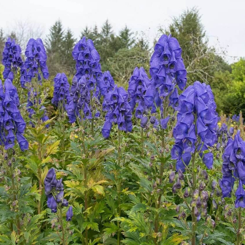 Ashwagandha Seeds – Wildflower Mix