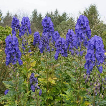 Ashwagandha Seeds – Wildflower Mix, Heirloom
