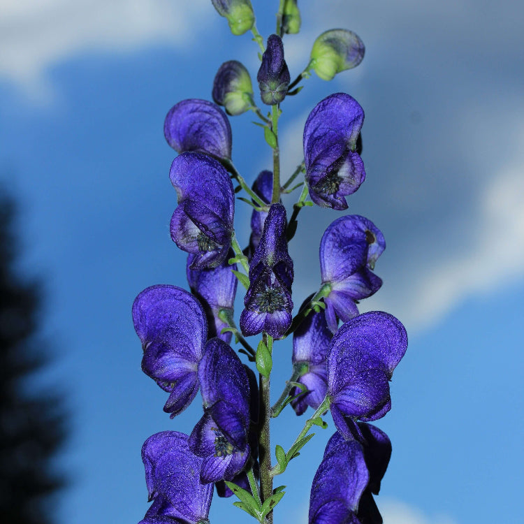 Ashwagandha Seeds – Wildflower Mix, Heirloom
