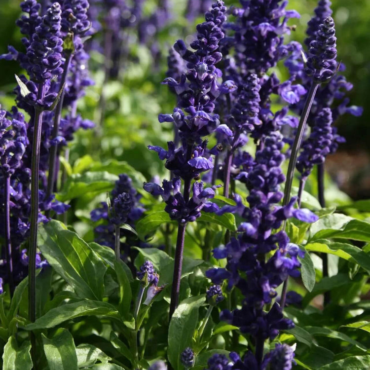 Ashwagandha Seeds – Wildflower Mix