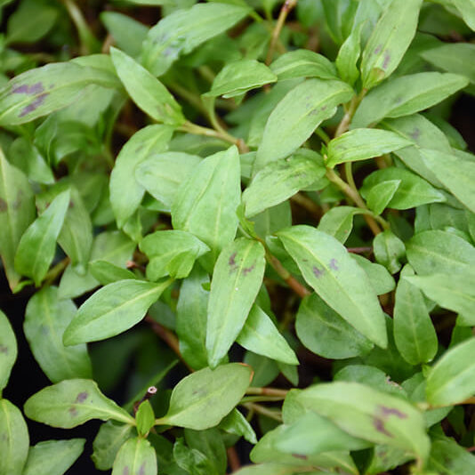 Asian Cilantro Substitute Seeds
