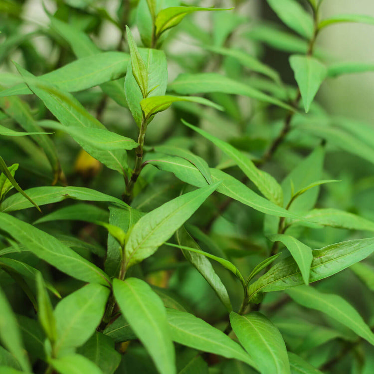 Asian Cilantro Substitute Seeds