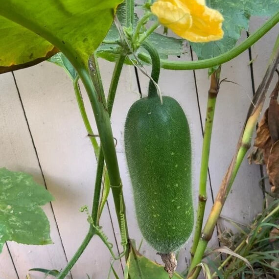 Asian Hairy Gourd Seeds - Vegetable Plant
