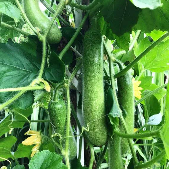 Asian Hairy Gourd Seeds - Vegetable Plant
