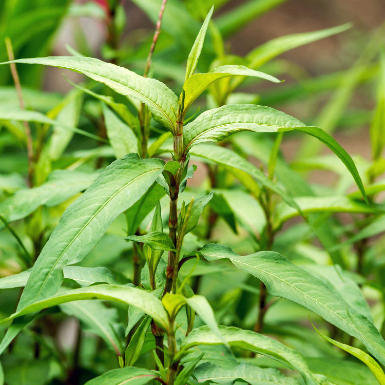 Asian Herb Seeds