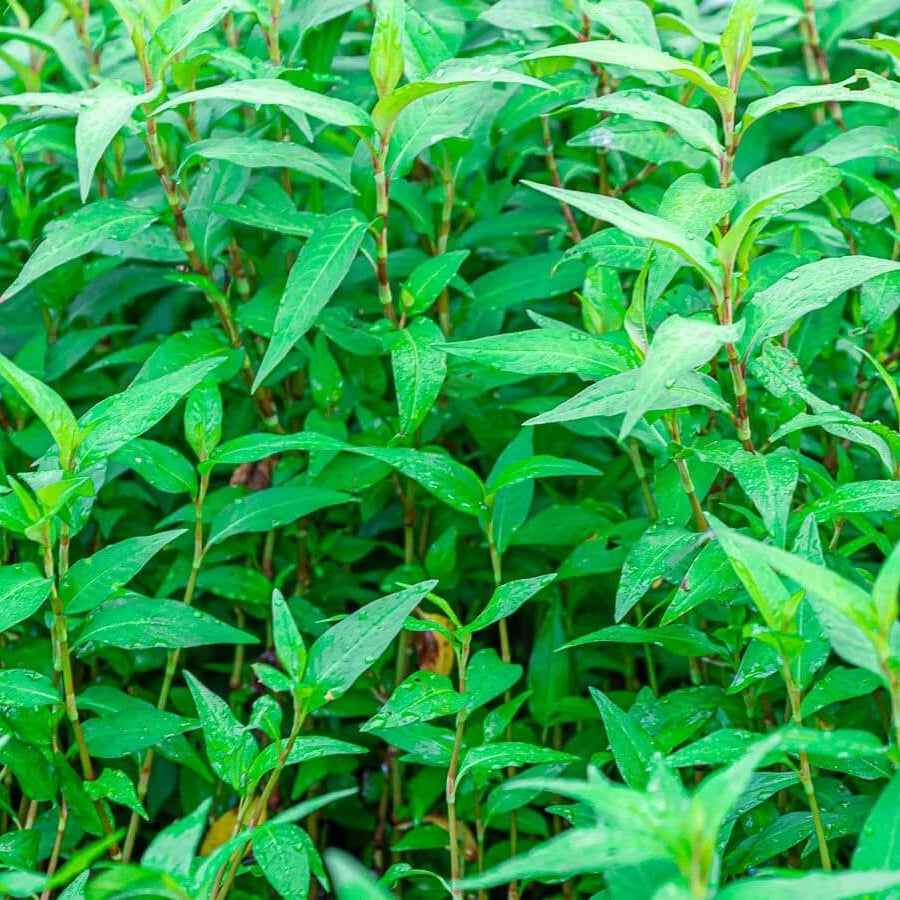 Asian Herb Seeds