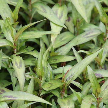 Asian Herb Seeds