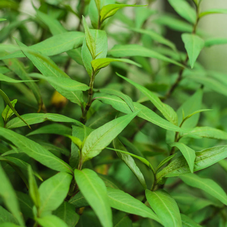 Asian Herb Seeds