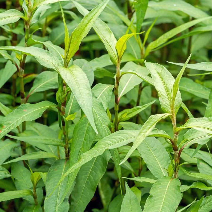 Asian Herb Seeds