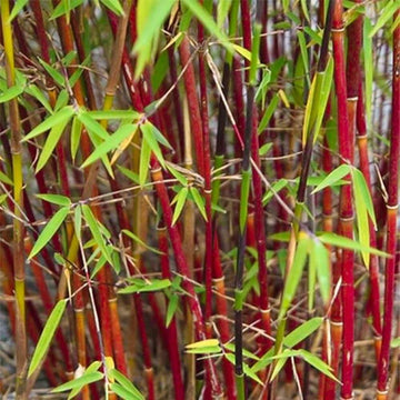 Asian Wonder Bamboo Seeds