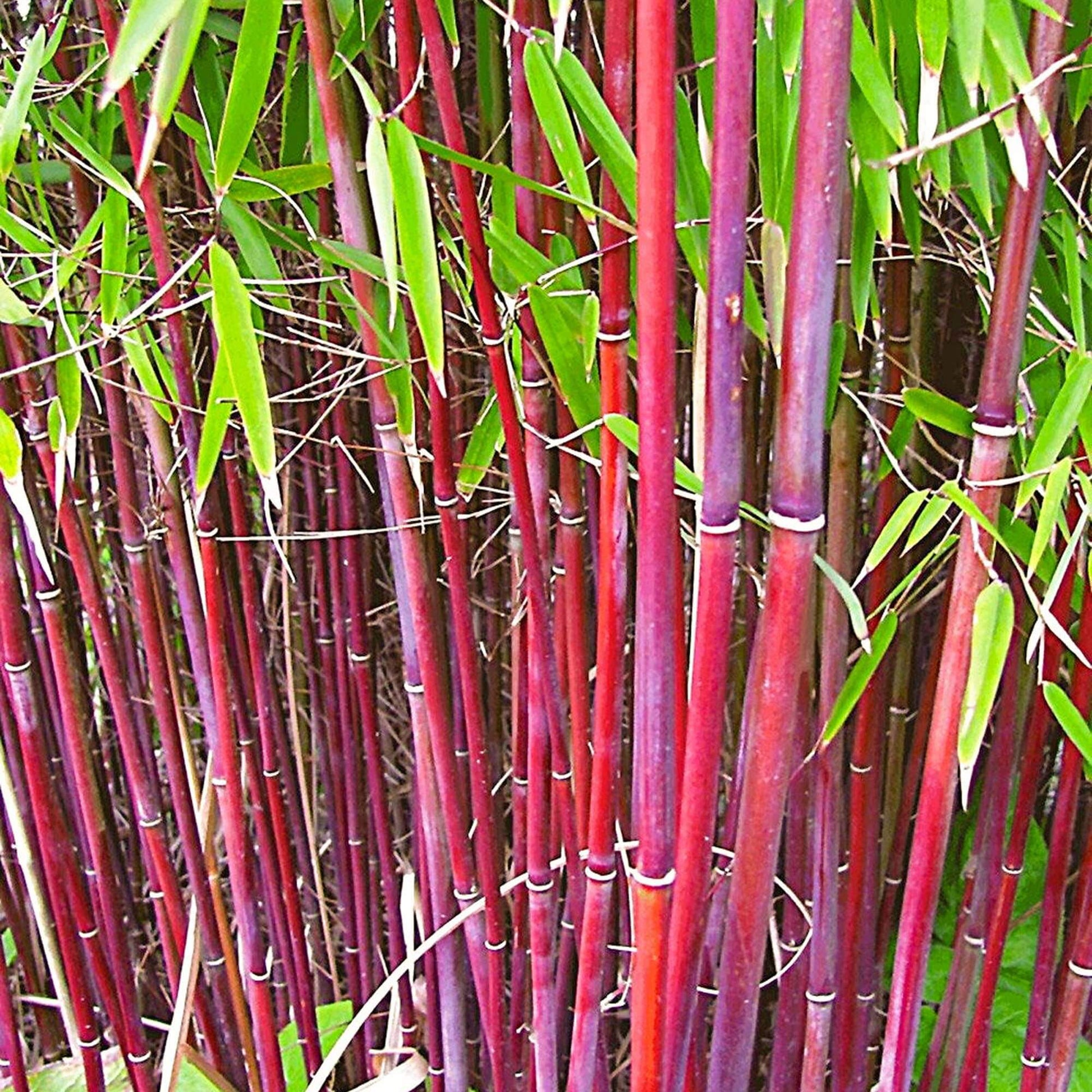 Asian Wonder Bamboo Seeds