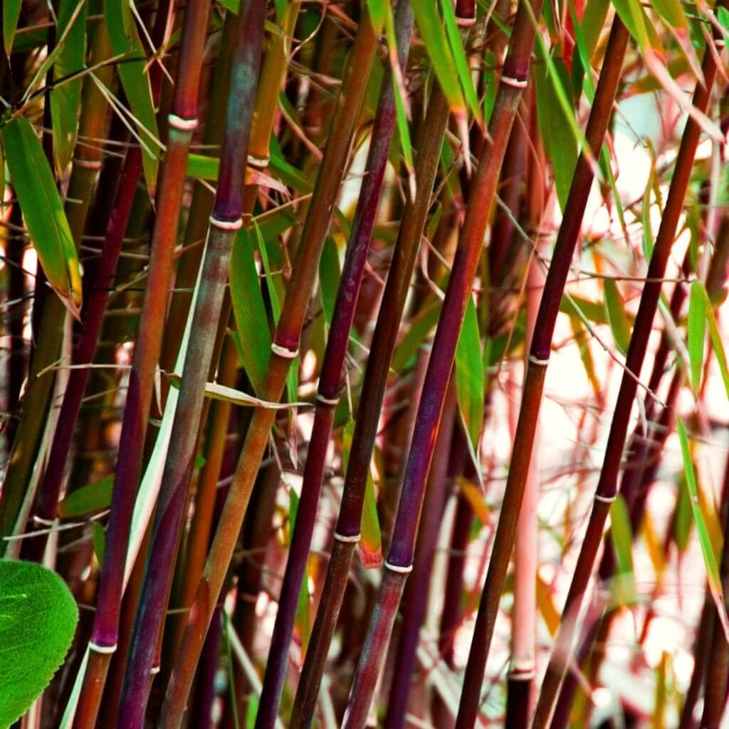 Asian Wonder Bamboo Seeds