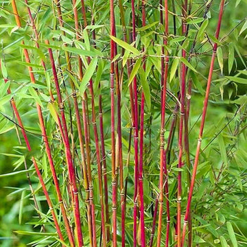 Asian Wonder Bamboo Seeds