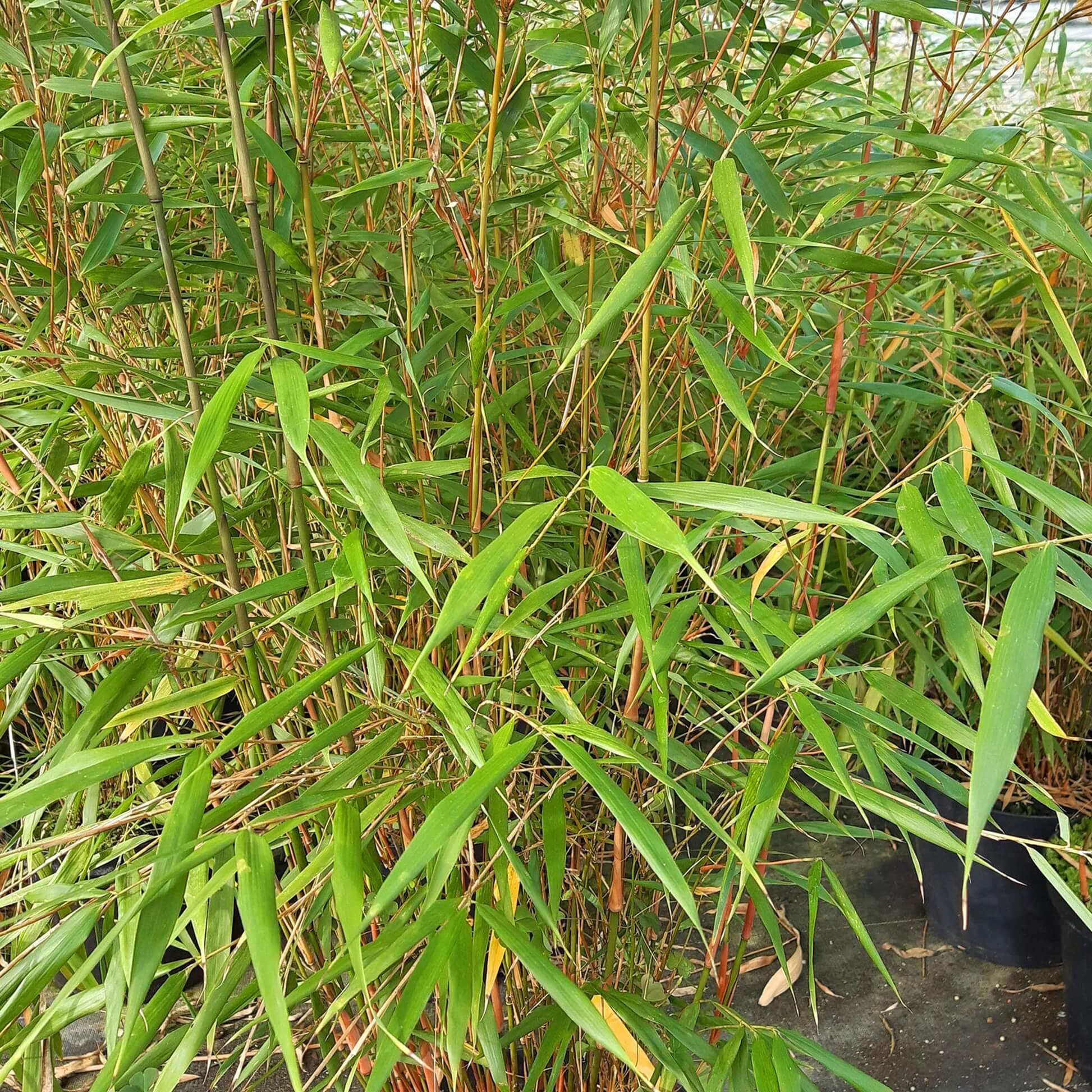 Asian Wonder Bamboo Seeds