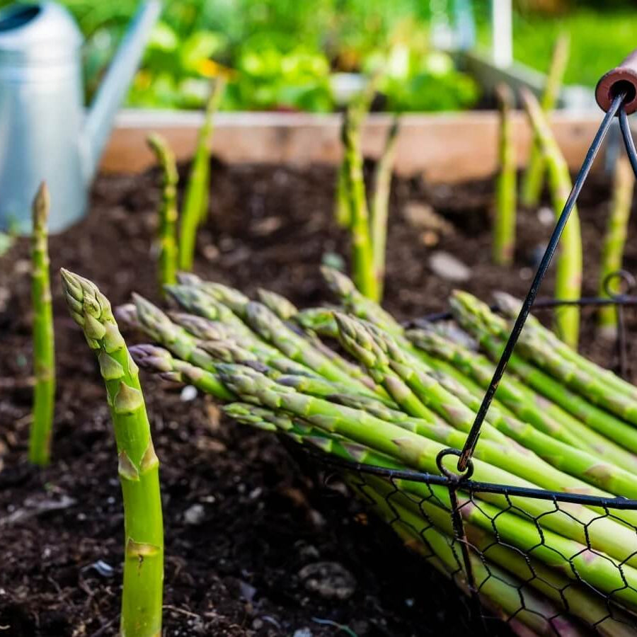 Asparagus Seeds - Green Setose