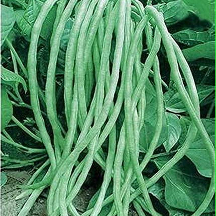 Asparagus Bean Seeds – Cowpea