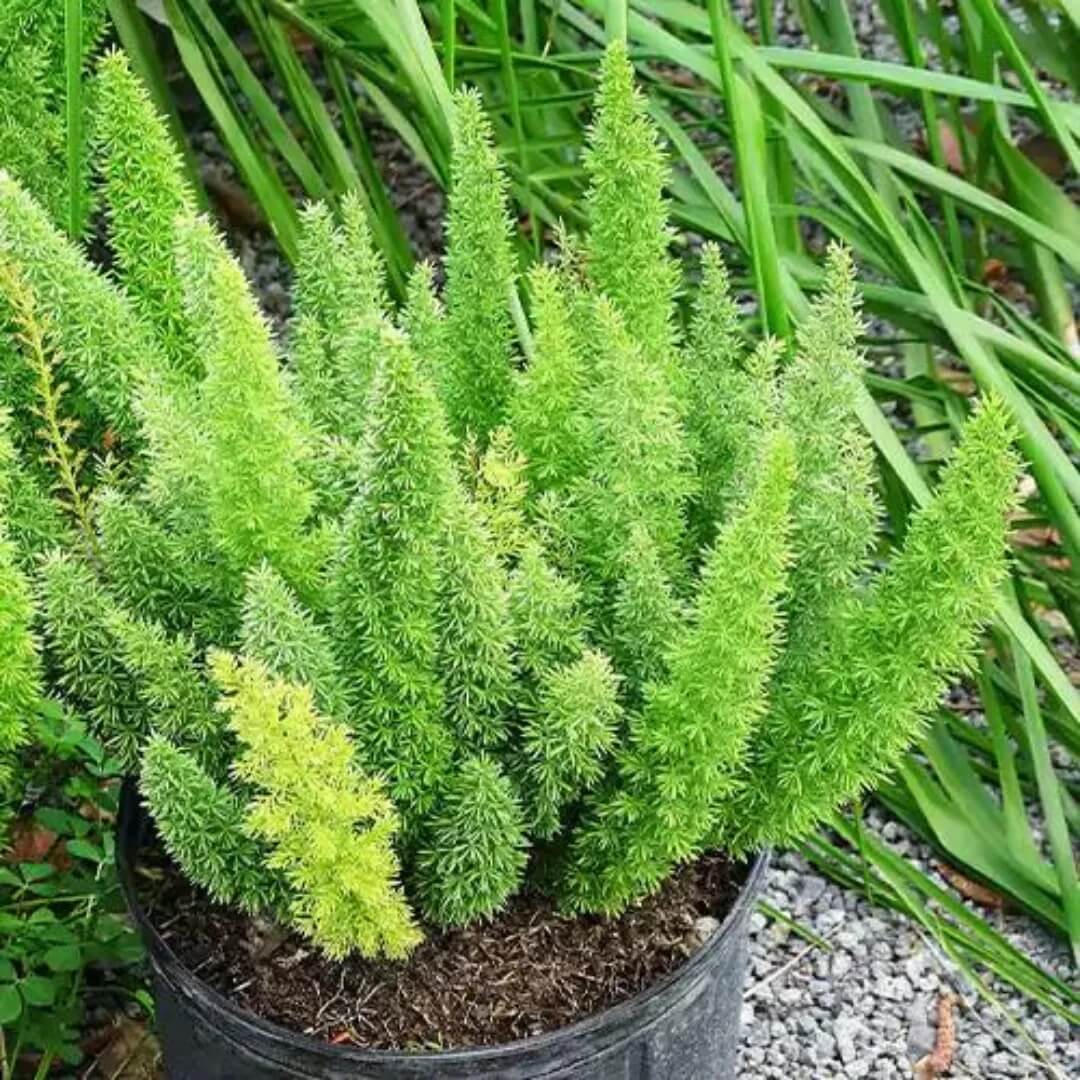 Asparagus Meyeri Foxtail Fern Seeds 