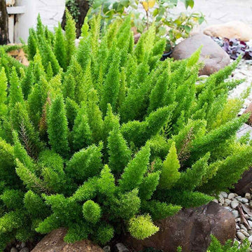 Asparagus Meyeri Foxtail Fern Seeds 
