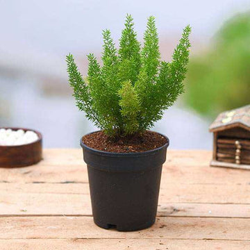 Asparagus Meyeri Foxtail Fern Seeds 