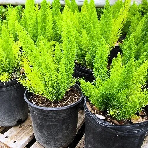 Asparagus Meyeri Foxtail Fern Seeds 
