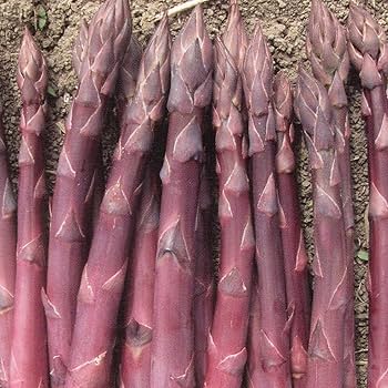 Asparagus Seeds – Purple

