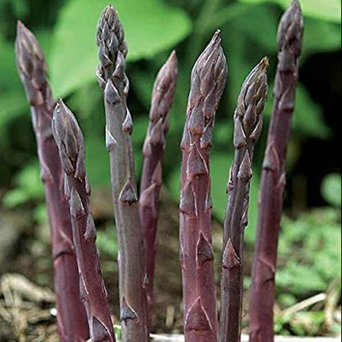 Asparagus Seeds - Purple