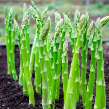 Asparagus Seeds - All In One For Home Gardens