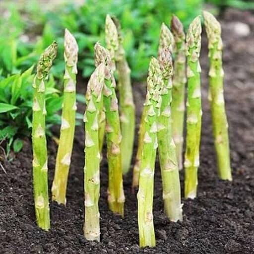 Asparagus Seeds - All In One For Home Gardens